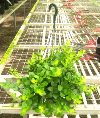 8" Lipstick Tai Pink